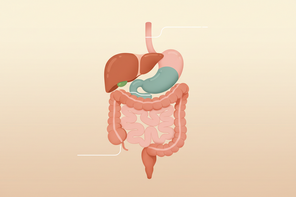 Digestione: come funziona il sistema digerente e come il corpo trasforma il cibo